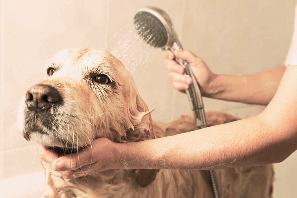 3 Useful Tips for Home Pet Grooming